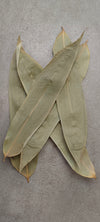 HOJAS DE BAMBU XL