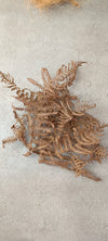 HOJAS DE HELECHO (PTERIDIUM AQUILUM)
