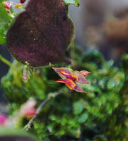 ORQUIDEA LEPANTHES EXOTICA