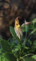 ORQUIDEA LEPANTHES JUGUM