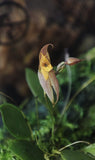 ORQUIDEA LEPANTHES JUGUM