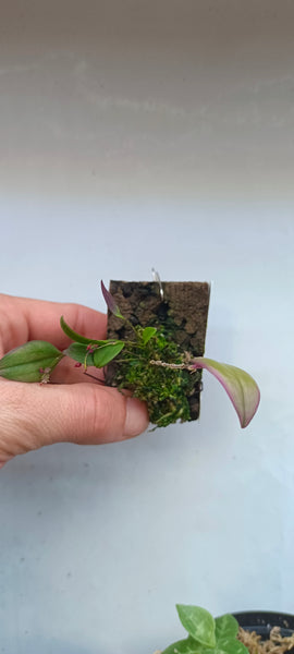 ORQUIDEA LEPANTHES EXOTICA