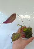 ORQUIDEA LEPANTHES RHODOPHYLLA