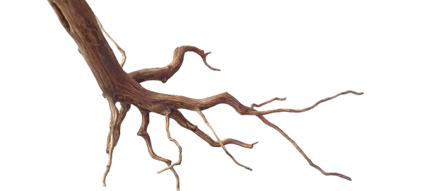 RASAMALA WOOD