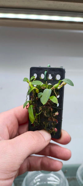 BULBOPHYLLUM DEPRESSUM