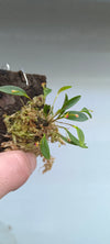 LEPANTHES MARIPOSA