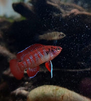 Badis bengalensis