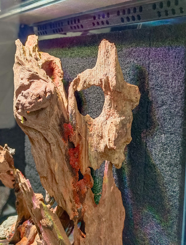 VIVARIUM-V2 CLOUDY FOREST VIVARIUM.