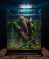 VIVARIUM-V2 CLOUDY FOREST VIVARIUM.