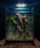 VIVARIUM-V2 CLOUDY FOREST VIVARIUM.