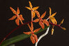 RENANTHERA MONACHICA