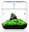 BIOLOARK LUJI GLASS