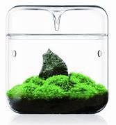 BIOLOARK LUJI GLASS