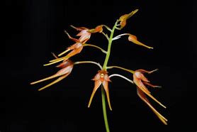 ORQUIDEA BULBOPHYLLUM TAIWANENSE