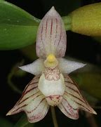 ORQUIDEA BULBOPHYLLUM AMBROSIA