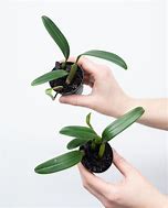 ORQUIDEA BULBOPHYLLUM AMBROSIA