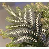 SELAGINELLA PICTA