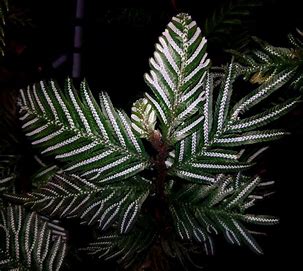 SELAGINELLA PICTA