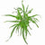MICROSORUM PTEROPUS TRIDENT