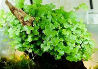 HYDROCOTYLE TRIPARTITA "JAPAN" IN VITRO