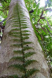 HELECHO TERATOPHYLLUM ROTUNDIFOLIUM