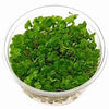 HYDROCOTYLE TRIPARTITA "JAPAN" IN VITRO
