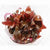 ALTERNANTHERA REINEKII PINK IN VITRO