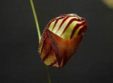 ORQUIDEA LEPANTHES CAPRIMULGUS