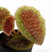 BEGONIA SUSANIAE