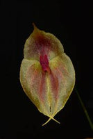 ORQUIDEA LEPANTHES LEPORINA