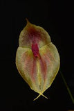 ORQUIDEA LEPANTHES LEPORINA