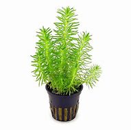 POGOSTEMON ERECTUS