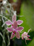 Orquidea Phalonopsis lueddmaniana