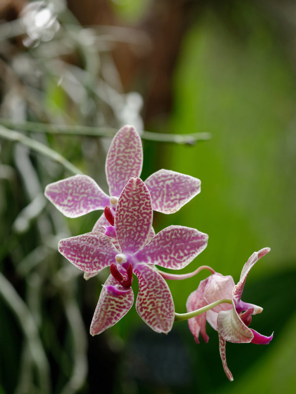 Orquidea Phalonopsis lueddmaniana