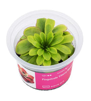 PINGUICULA - CHERRY BLOSSON