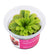 PINGUICULA - CHERRY BLOSSON