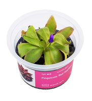 PINGUICULA - RED STARFISH