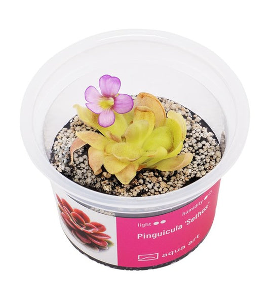 PINGUICULA SETHOS