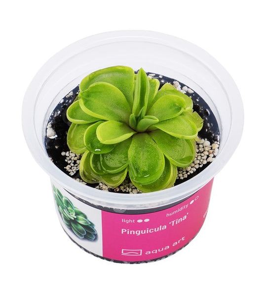 PINGUICULA TINA