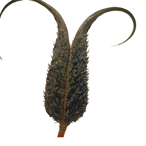 Proboscidea Louisianica Pod