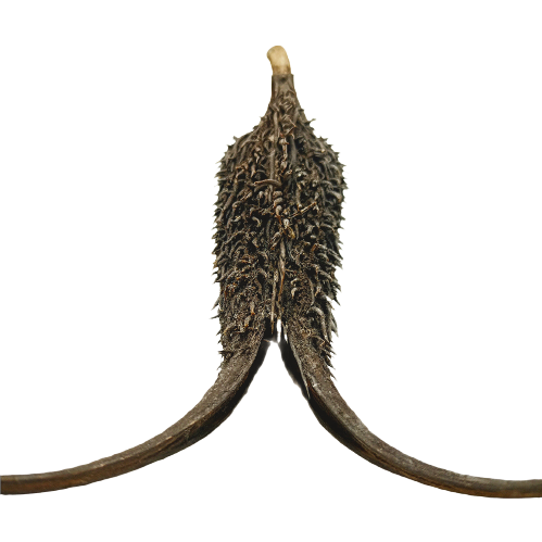 Proboscidea Louisianica Pod