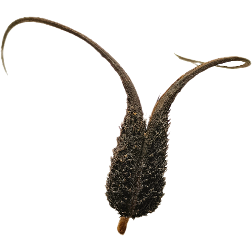 Proboscidea Louisianica Pod