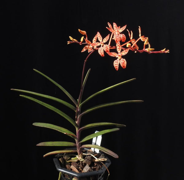 RENANTHERA MONACHICA