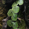 SCINDAPSUS HASSK