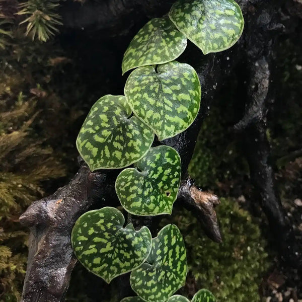 SCINDAPSUS HASSK