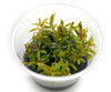 Nesaea pedicellata "Golden" - In Vitro.