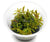 Nesaea pedicellata "Golden" - In Vitro.