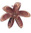 CASTANEA SATIVA.