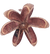 CASTANEA SATIVA.