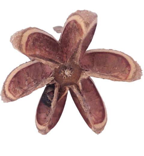 CASTANEA SATIVA.